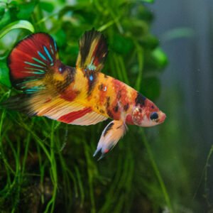 Nemo Candy Betta Male