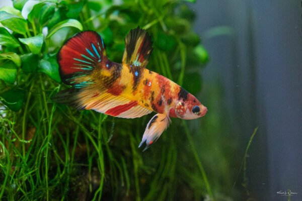 Nemo Candy Betta Male